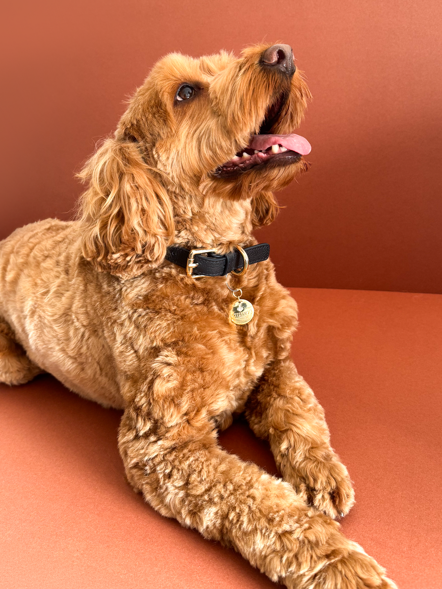 Dog Collar image